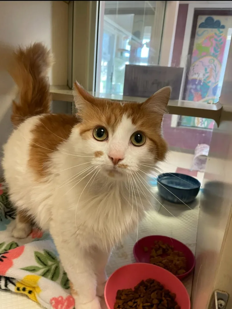 An adult medium-sized female Orange & White Domestic Long Hair cat named Azrael for adoption in Mansfield, OH