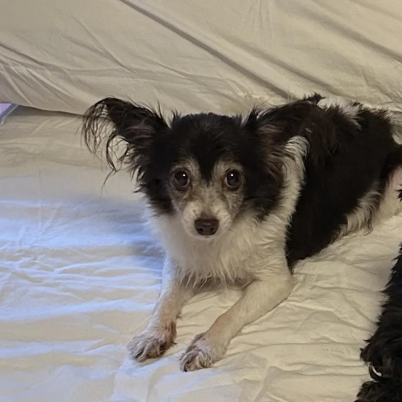 A senior small-sized female Chihuahua dog named Bella for adoption in Hinesville, GA