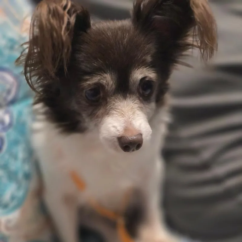 Bella thumbnail 2