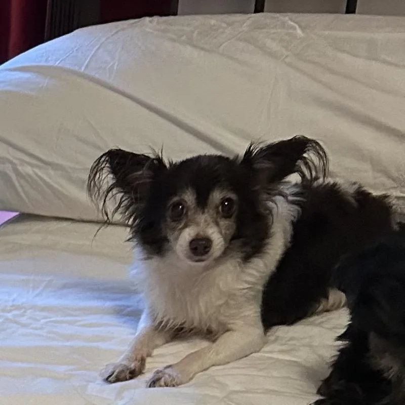 Bella thumbnail 3