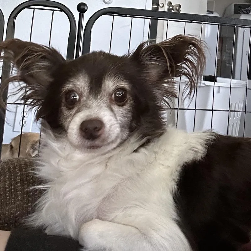 Bella thumbnail 5