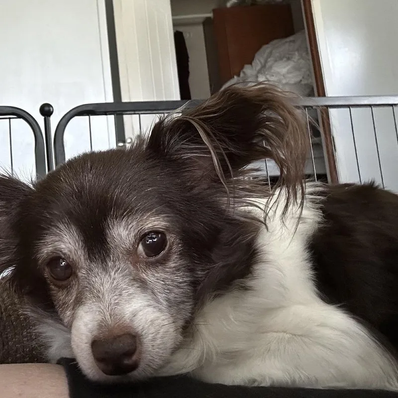 Bella thumbnail 6