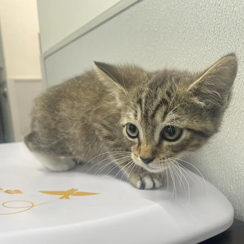 A baby small-sized male Brown / Chocolate Domestic Short Hair cat named Clark for adoption in Tampa, FL