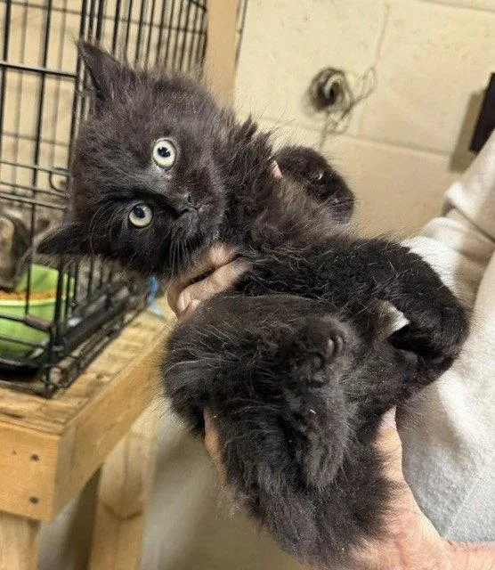 A young medium-sized male Black Domestic Long Hair cat named Sirius Black for adoption in Apollo, PA