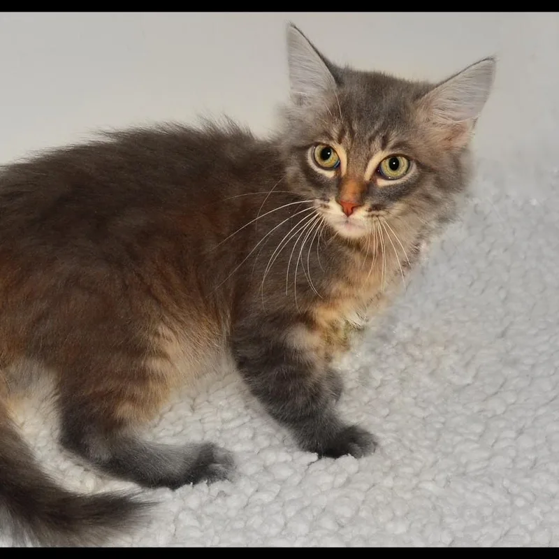 A baby medium-sized male Tabby cat named Toby for adoption in San Andreas, CA
