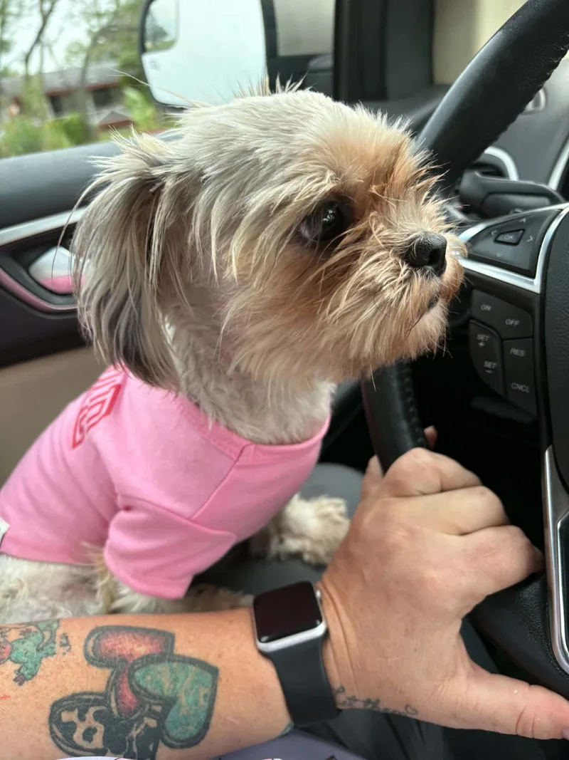A young small-sized female Shih Tzu dog named Sassy for adoption in Winter, WI