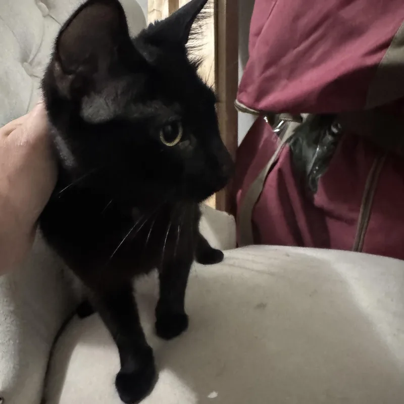 An adult medium-sized female Black Domestic Short Hair cat named Phoenix for adoption in Lees Summit, MO