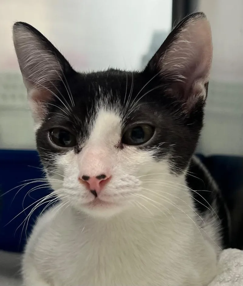A baby small-sized male Domestic Short Hair cat named Micro for adoption in Cottonwood, AZ