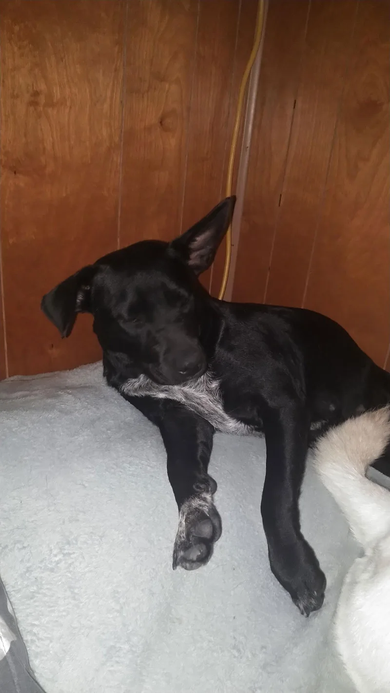 A young medium-sized female Pit Bull Terrier dog named Abbie Gail for adoption in Orange Grove, TX