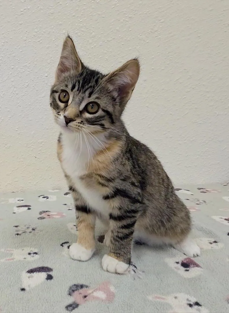 A baby medium-sized female Torbie Domestic Short Hair cat named Zippy for adoption in Red Wing, MN