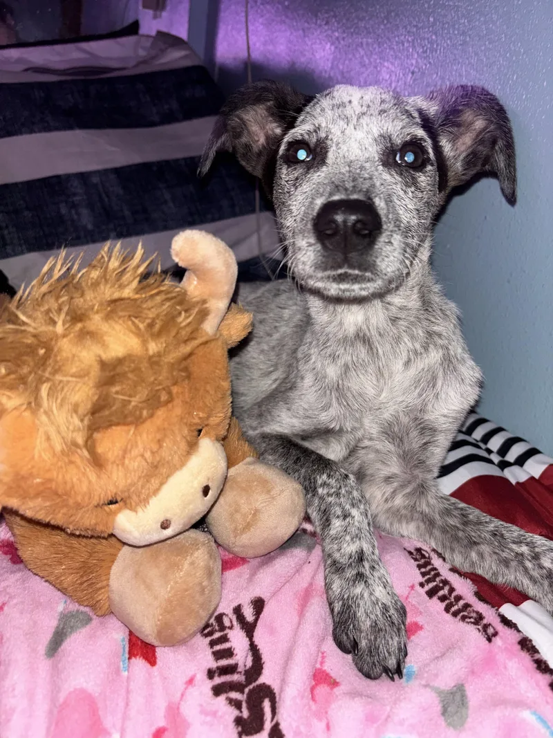 A young medium-sized female Merle (Blue) Australian Cattle Dog / Blue Heeler dog named Xena for adoption in Kiln, MS