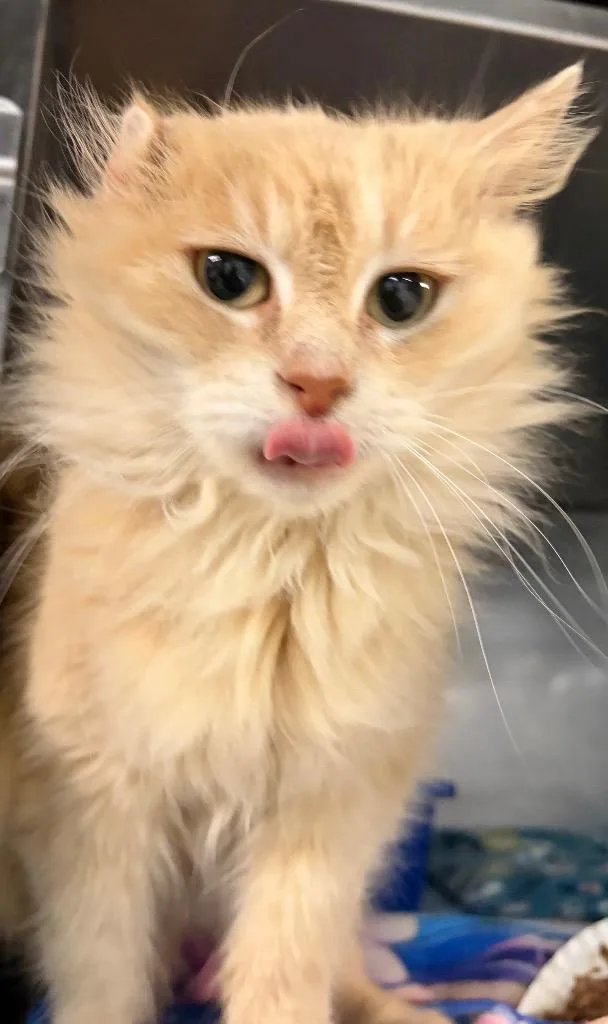A young medium-sized female Domestic Medium Hair cat named Butterscotch for adoption in Huntington, IN