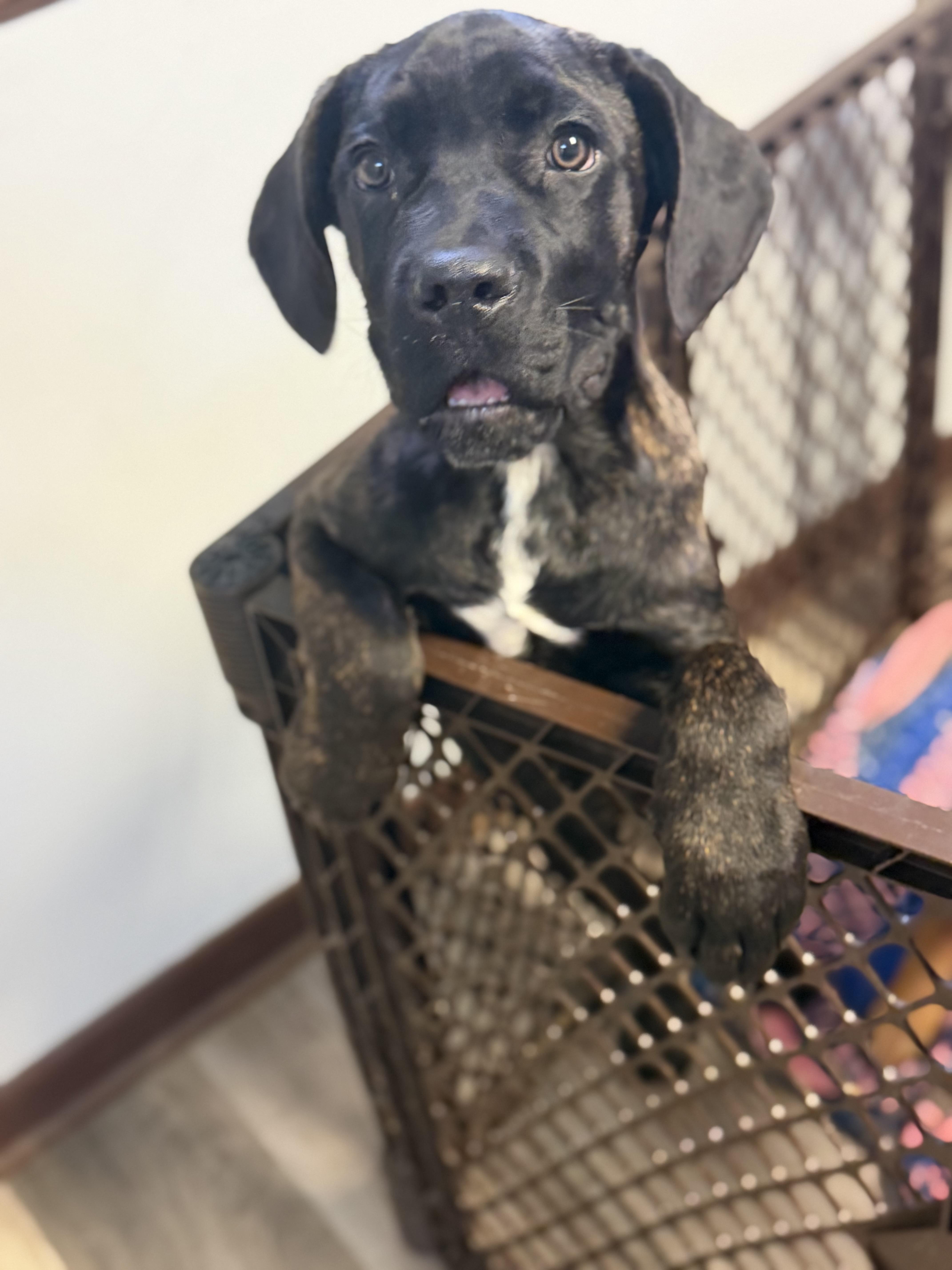 A baby extra large-sized male Cane Corso dog named Froggy for adoption in Lutz, FL