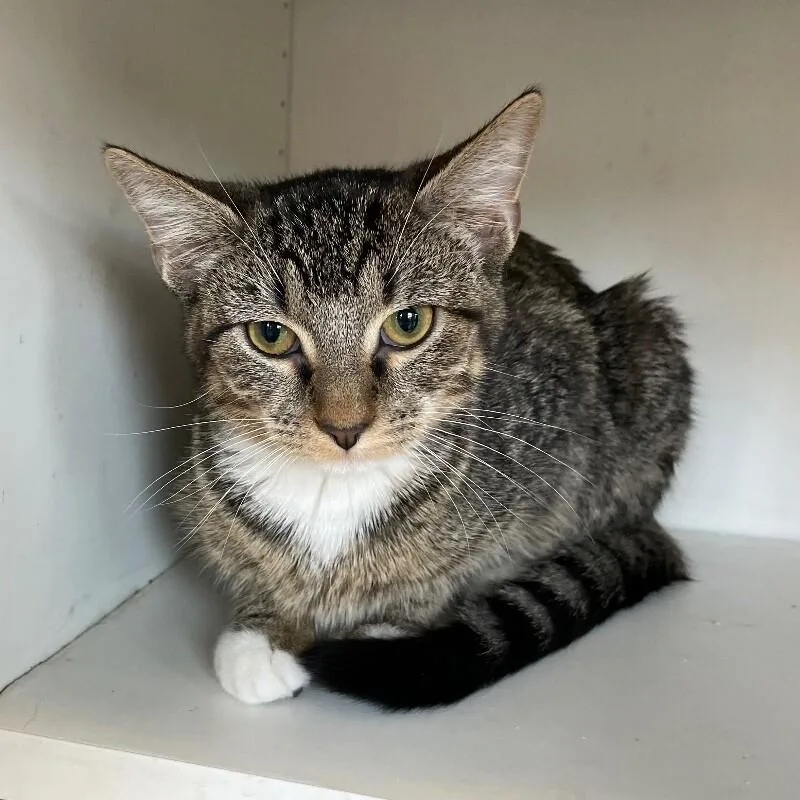 A young medium-sized female Domestic Short Hair cat named Crush for adoption in Roanoke, VA