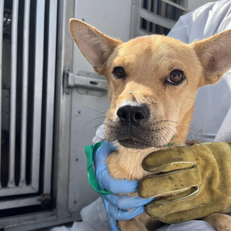 A young small-sized male Brown / Chocolate Terrier dog named Jakob for adoption in Edinburg, TX
