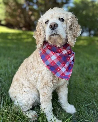 A senior medium-sized female Cocker Spaniel dog named Charli Girl for adoption in Arlington, VA