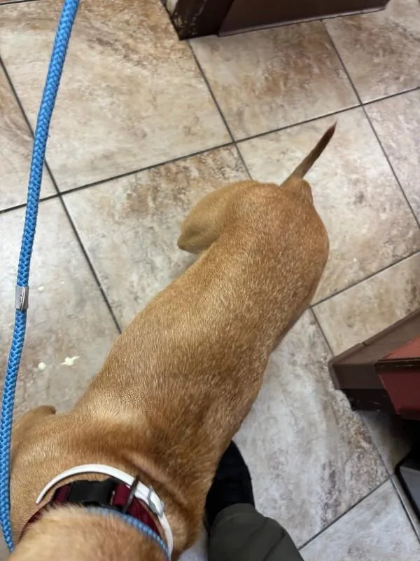 An adult medium-sized male Yellow / Tan / Blond / Fawn Mixed Breed dog named Viewey for adoption in Cincinnati, OH