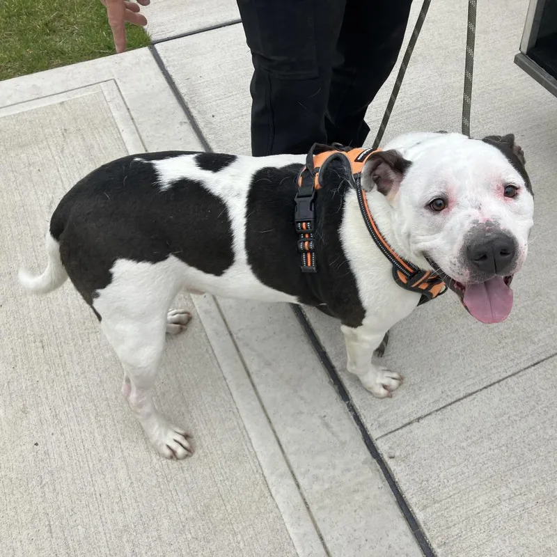 Papa Smurf thumbnail 2