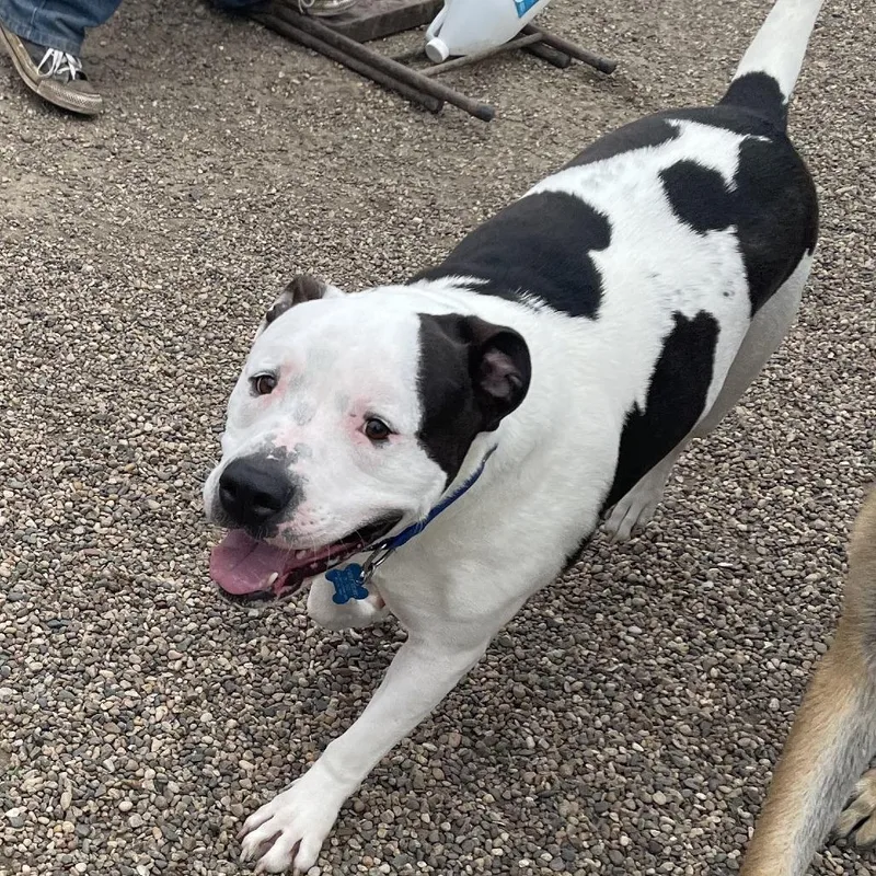 Papa Smurf thumbnail 3