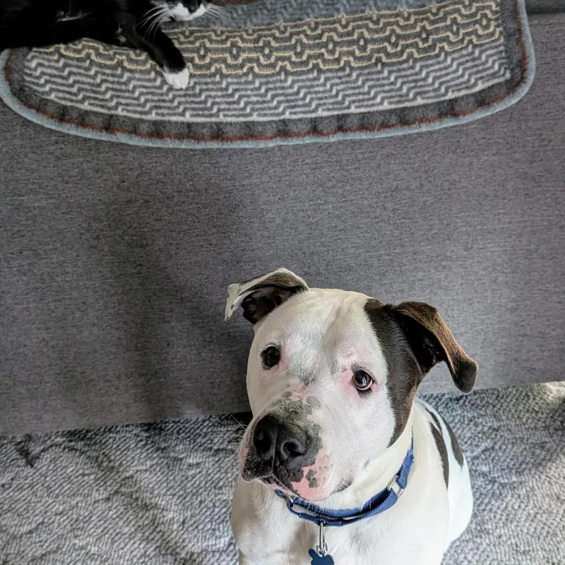 Papa Smurf thumbnail 4