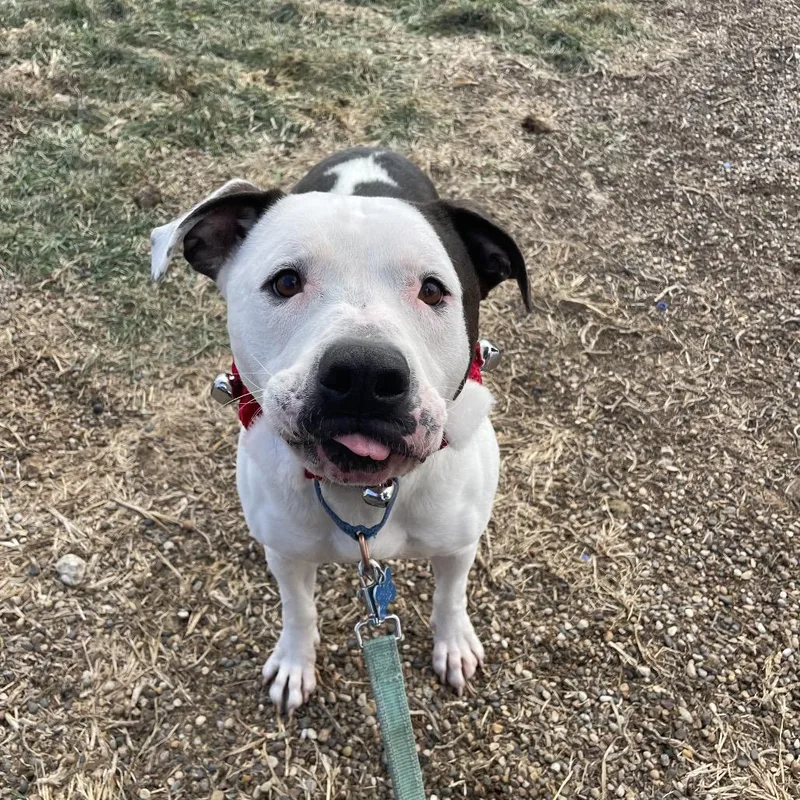 Papa Smurf thumbnail 5