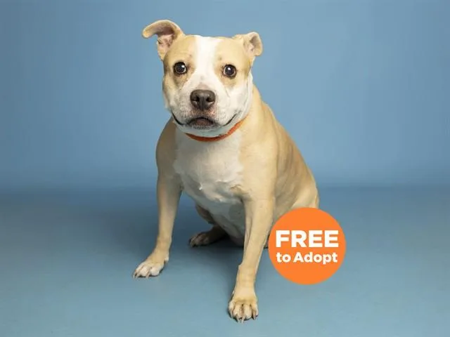 An adult medium-sized female Pit Bull Terrier dog named Roxy for adoption in Phoenix, AZ