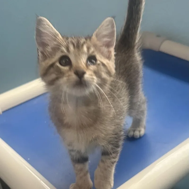 A baby small-sized female Brown / Chocolate Domestic Short Hair cat named Nia Sioux for adoption in Austin, TX