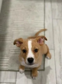 A young small-sized female Chihuahua dog named Sophie for adoption in Manhattan Beach, CA