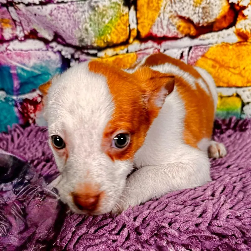 A young medium-sized female Yellow / Tan / Blond / Fawn Mixed Breed dog named Toffee for adoption in Franklin, NC