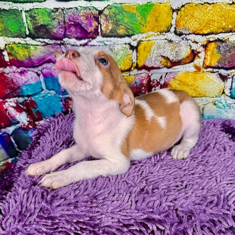 Toffee thumbnail 3