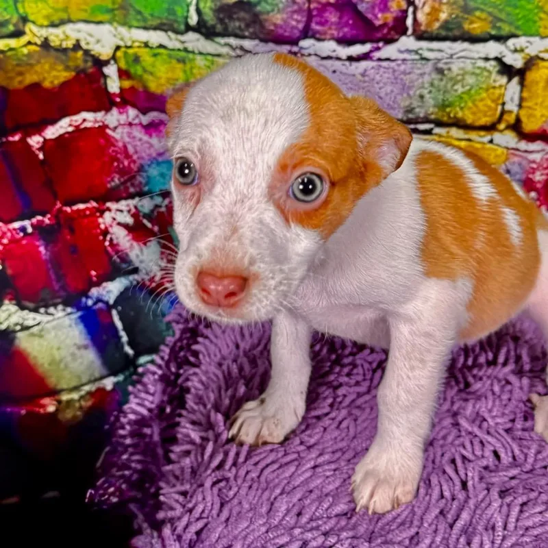 Toffee thumbnail 4