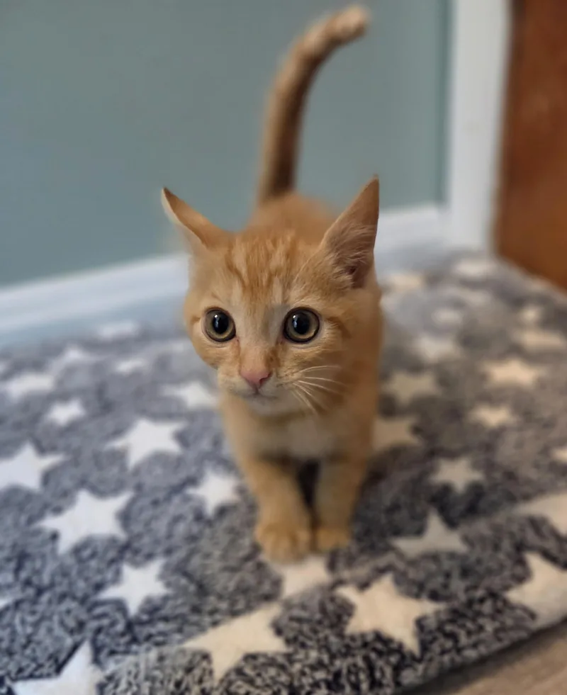 Cheddar Round