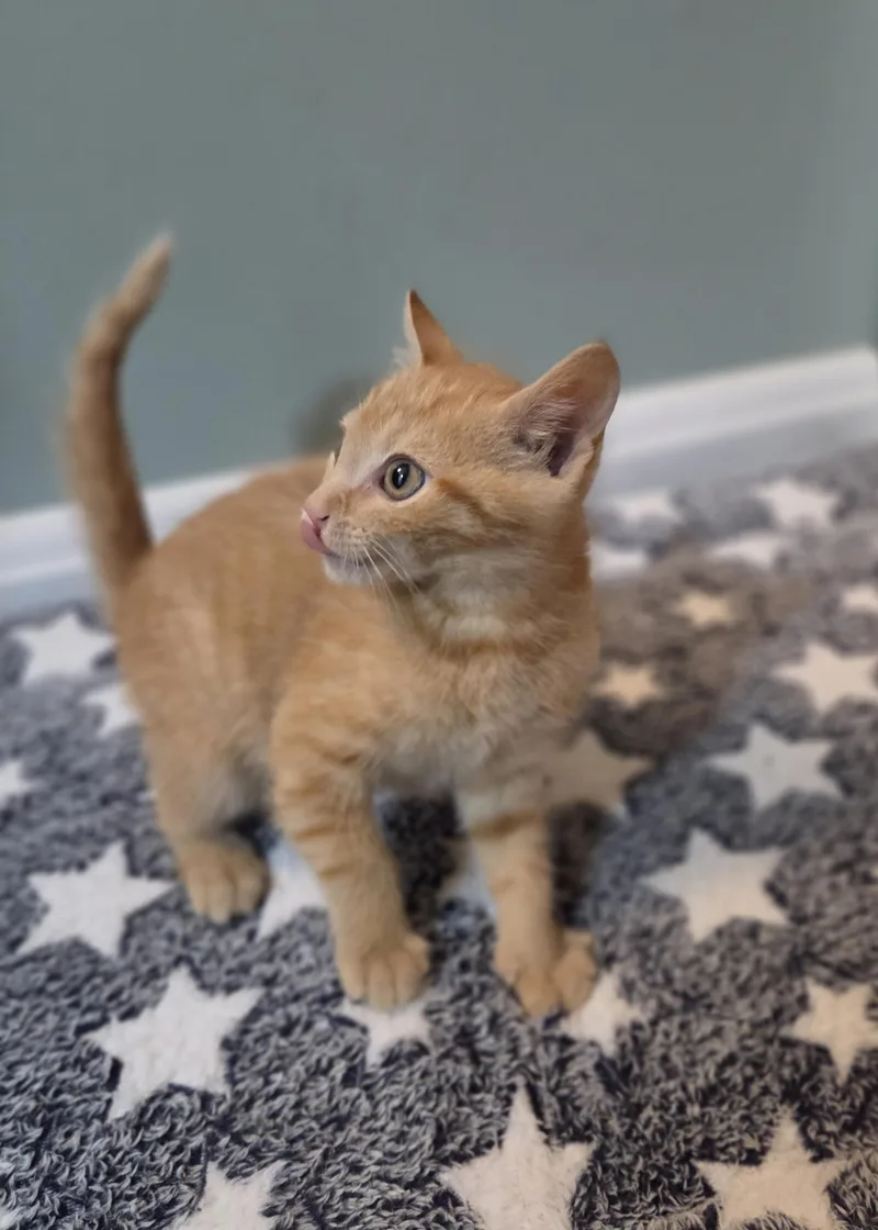 Cheddar Round thumbnail 2