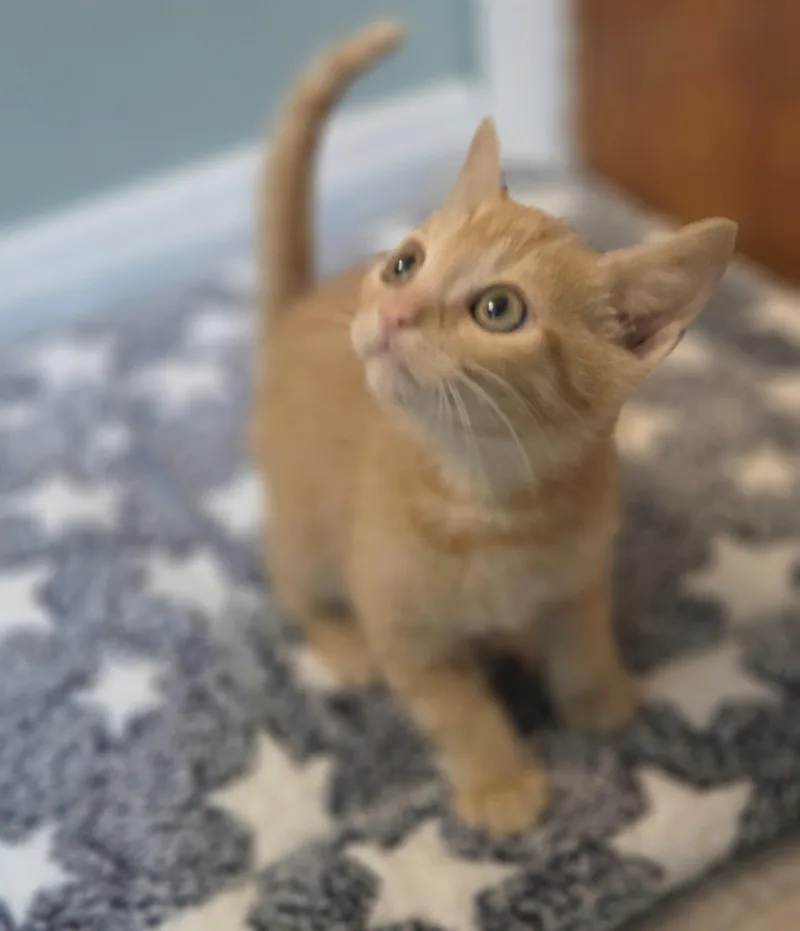 Cheddar Round thumbnail 3