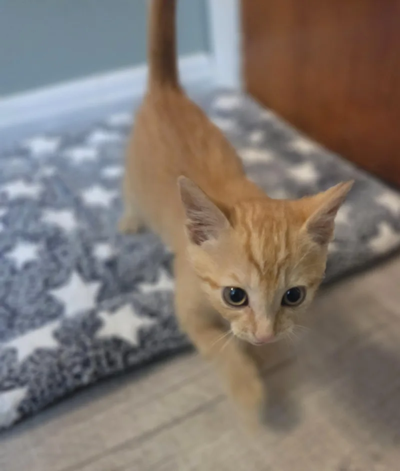 Cheddar Round thumbnail 4
