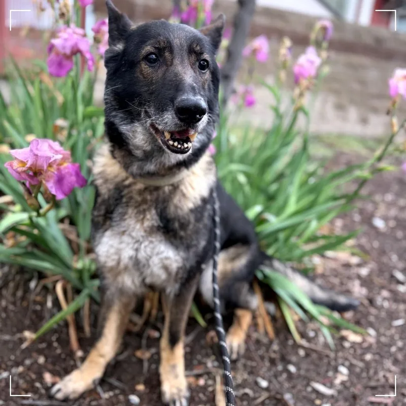 Starfire thumbnail 2