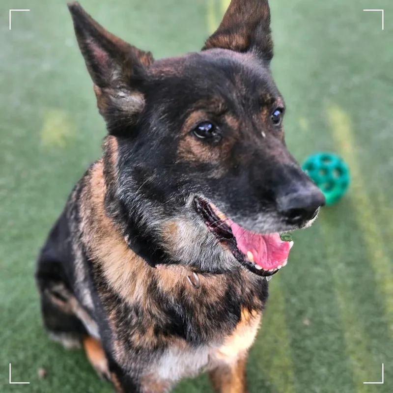 A senior large-sized female Black German Shepherd Dog dog named Starfire for adoption in Upland, CA