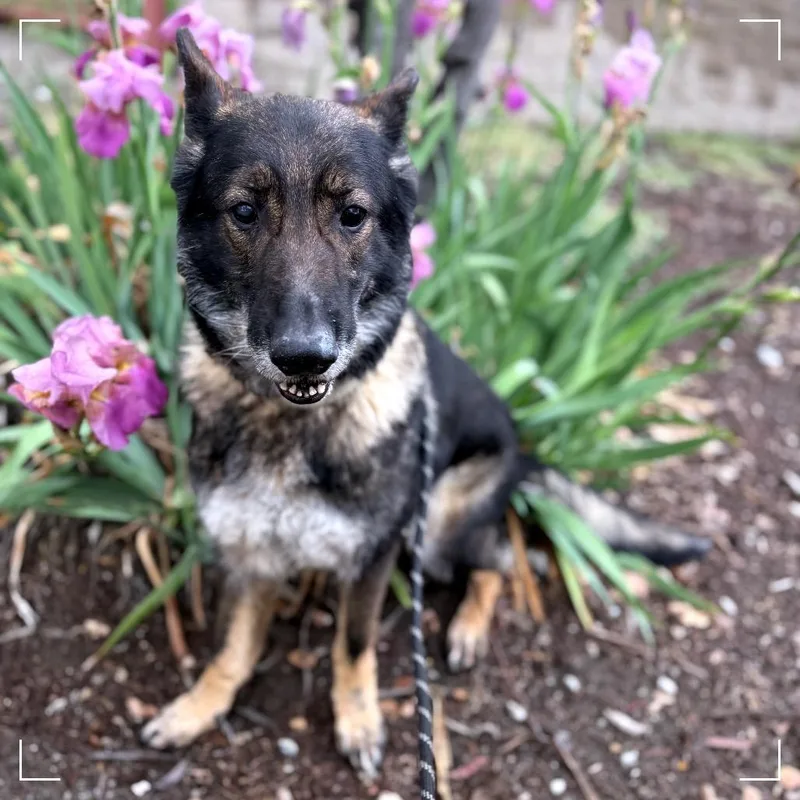 Starfire thumbnail 3