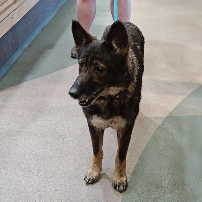 Starfire thumbnail 4