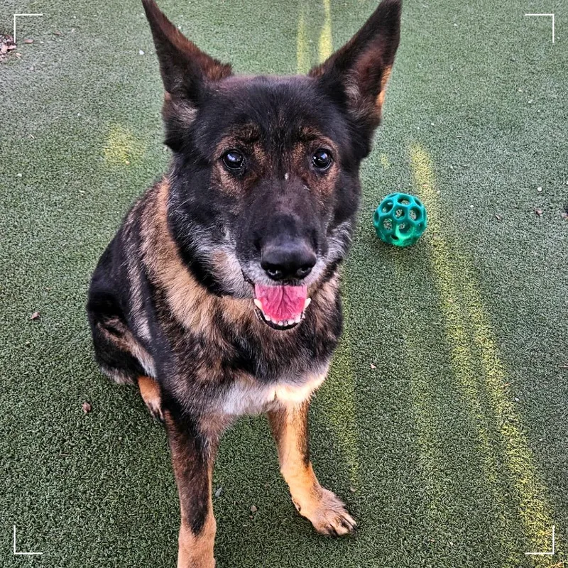 Starfire thumbnail 5