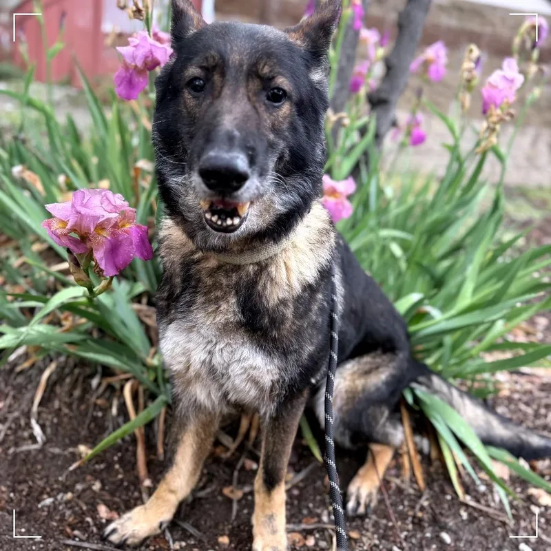 Starfire thumbnail 6