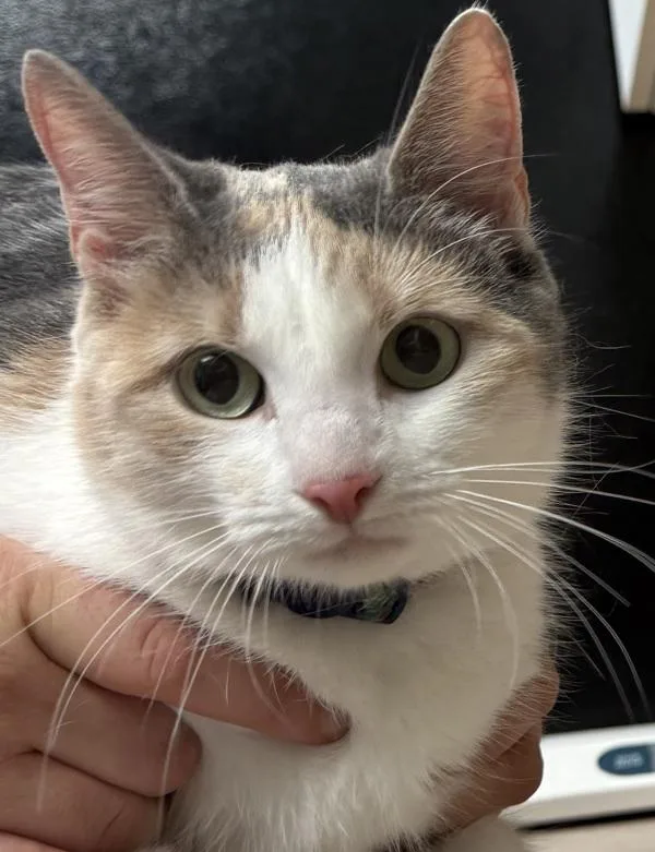 An adult small-sized female Domestic Short Hair cat named Dolly for adoption in Salisbury, MD