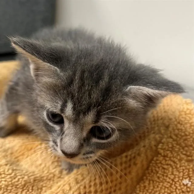 A baby small-sized female Domestic Short Hair cat named Olive for adoption in Naples, FL