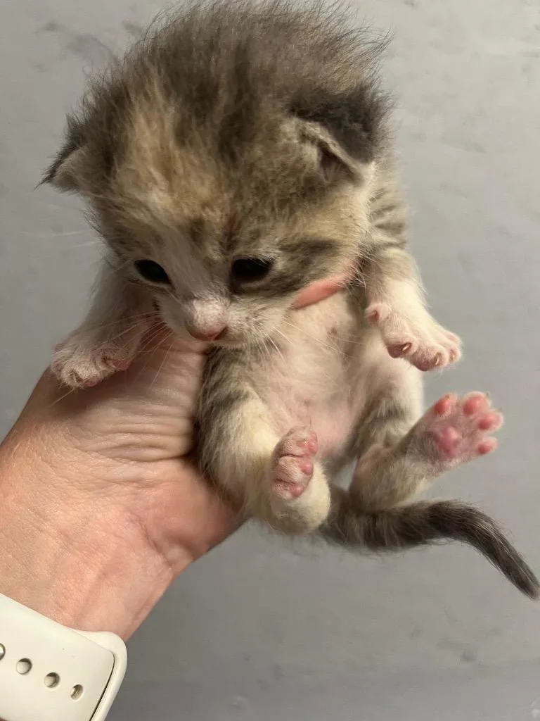 A baby small-sized female Domestic Short Hair cat named Marble for adoption in Kell, IL
