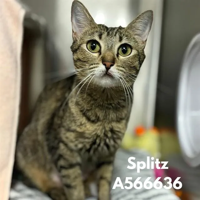 A young medium-sized female Domestic Short Hair cat named Splitz for adoption in Huntsville, AL