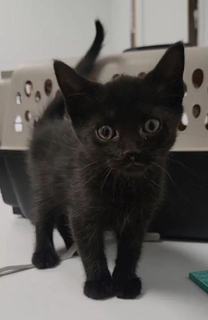 A baby medium-sized female Domestic Short Hair cat named Sprinkler for adoption in Elmira, NY