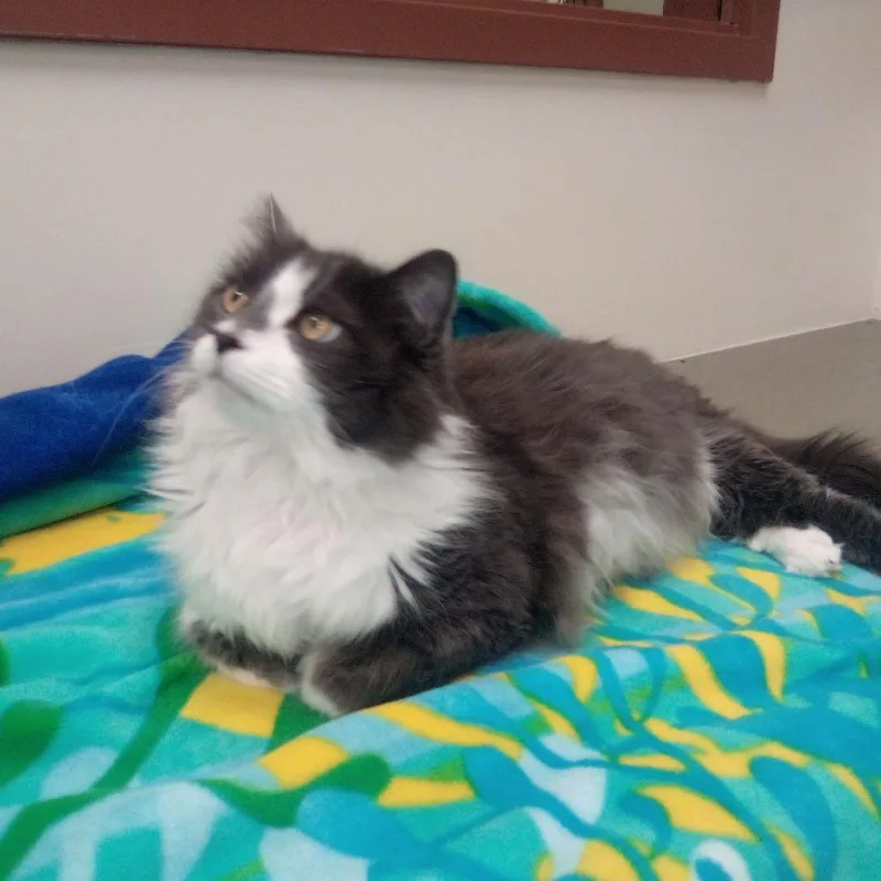 A senior extra large-sized female Gray / Blue / Silver Domestic Long Hair cat named Angel for adoption in Upland, CA