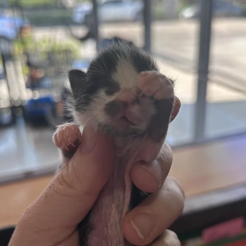 A baby small-sized male Black Domestic Short Hair cat named Earnie for adoption in Chino Hills, CA