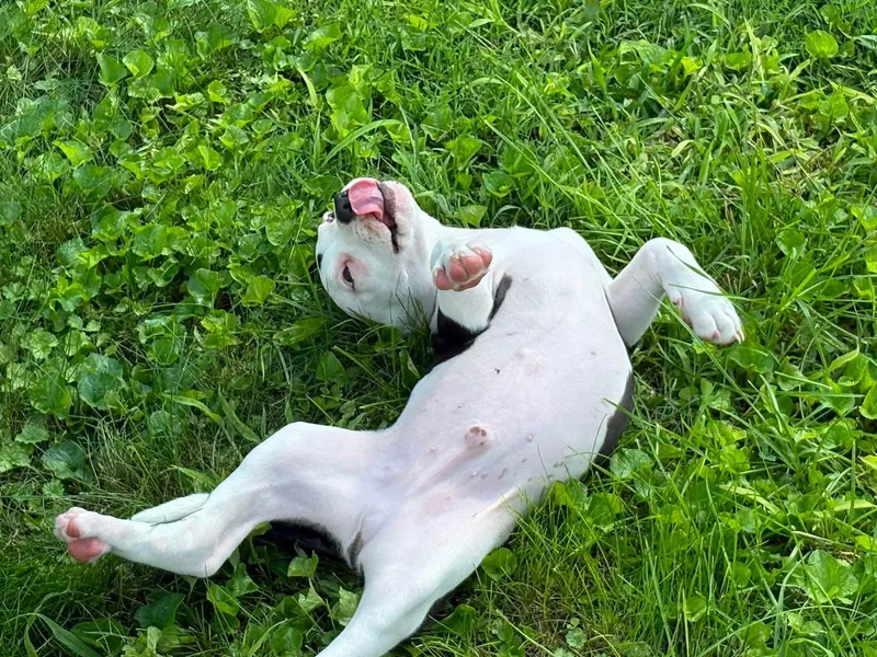 Angus thumbnail 2