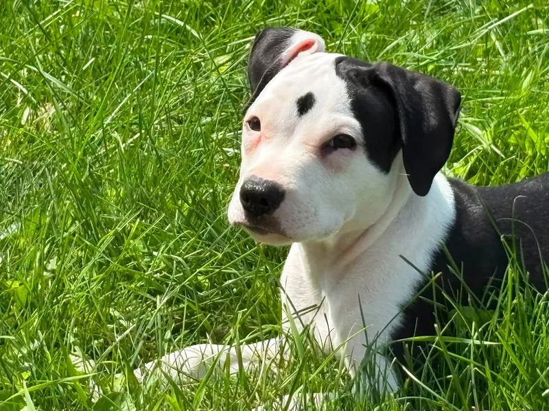 Angus thumbnail 4